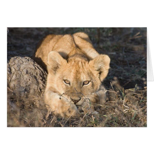 Cute Lion Cards (Anverso (Horizontal))