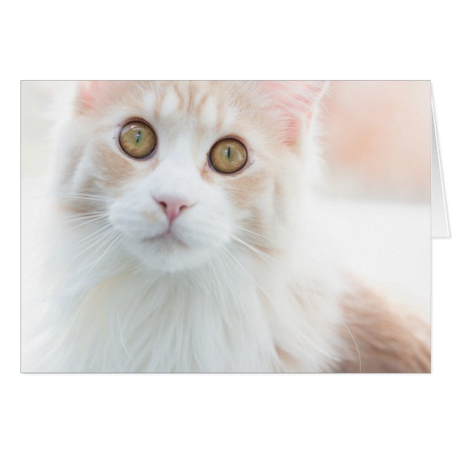 Cute Maine Coon kitten (Anverso (Horizontal))