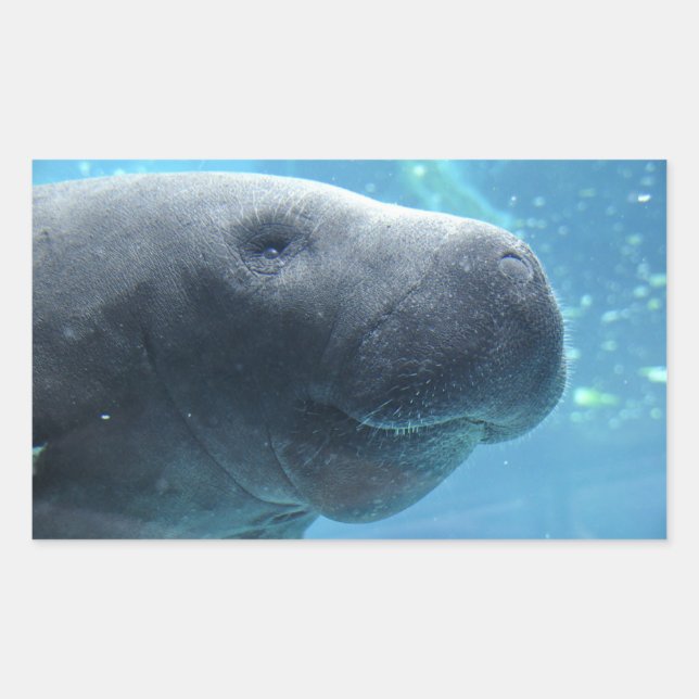 Cute Manatee mirando a tus Pegatinas (Anverso)