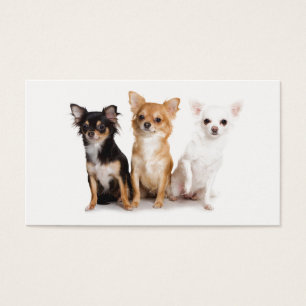 Cute pelo largo Chihuahua Puppes