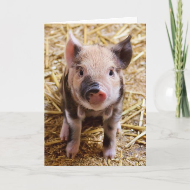 CUTE PIG PIGLET TODAS LAS TARJETAS DE RECIBIMIENTO (Anverso)