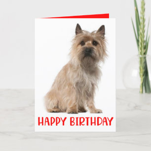 Cute pipa tarjeta de cumpleaños de Cairn Terrier