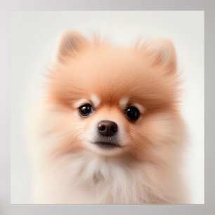 Cute póster de retrato de cachorro Pomerania (2)