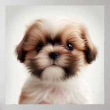 Cute póster de retrato de perro cachorro Shih Tzu 