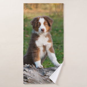 Cute Red Tri Australian Shepherd Dog Puppy Photo ,