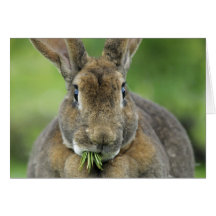 Cute Rex Conejo Conejo Comer Agujas Fir