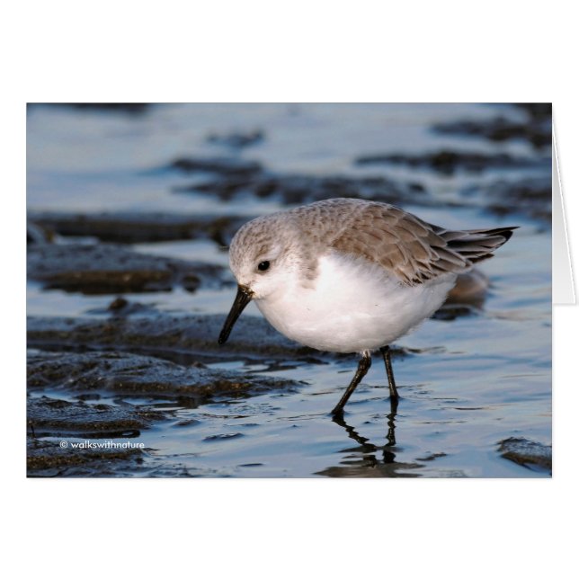 Cute Sanderling Sandpiper Wanders Winter Shores (Anverso (Horizontal))