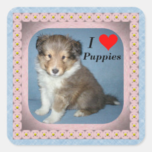 Cute Shetland Sheepdog Puppy Dog Pegatinas