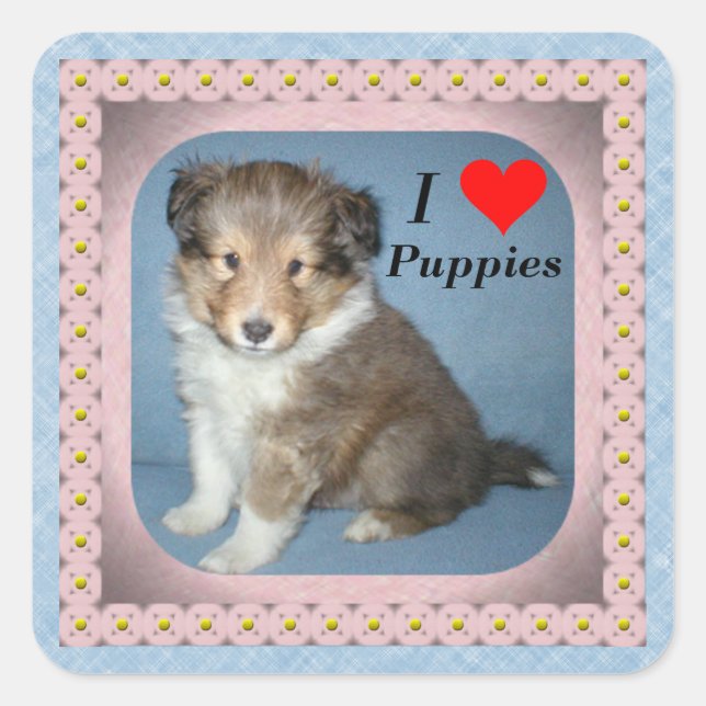 Cute Shetland Sheepdog Puppy Dog Pegatinas (Anverso)