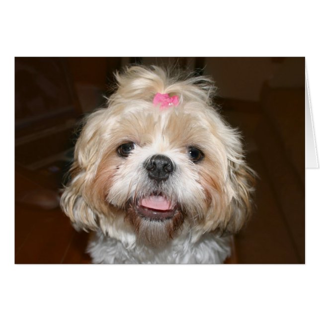 Cute Shih Tzu (Anverso (Horizontal))