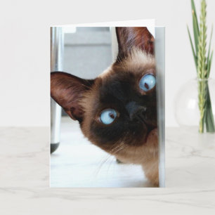 CUTE SIAMÉS CAT PEEKING EN TARJETA DE HOLA