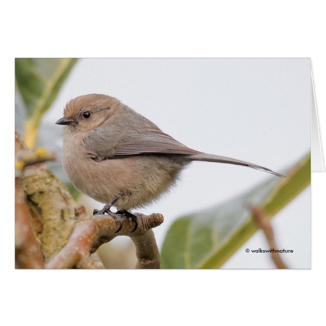 Cute Songbird en el árbol de orejas (Anverso (Horizontal))