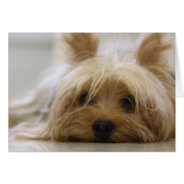 Cute Yorkie (Anverso (Horizontal))