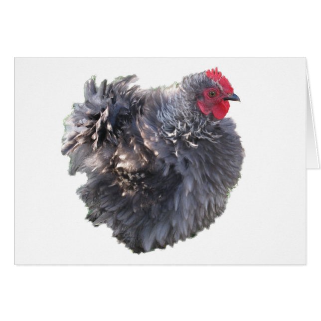 Cutest Blue Frizzle Cochin Bantam Rooster Chicken (Anverso (Horizontal))