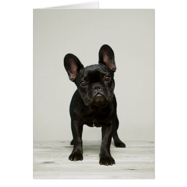 Cutest French Bulldog Puppy (Frente)