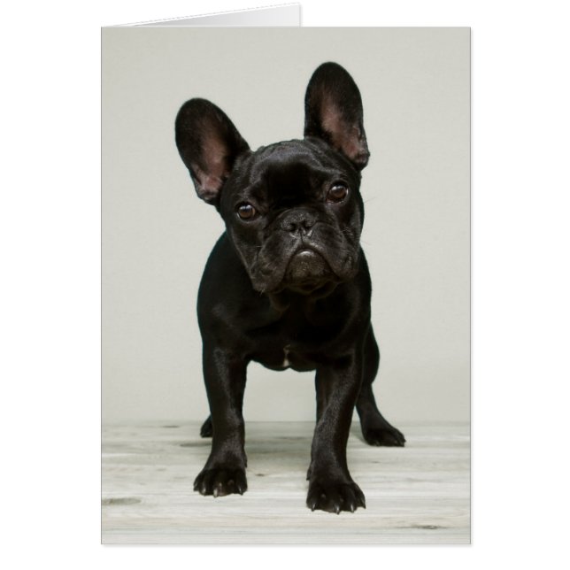 Cutest French Bulldog Puppy (Frente)