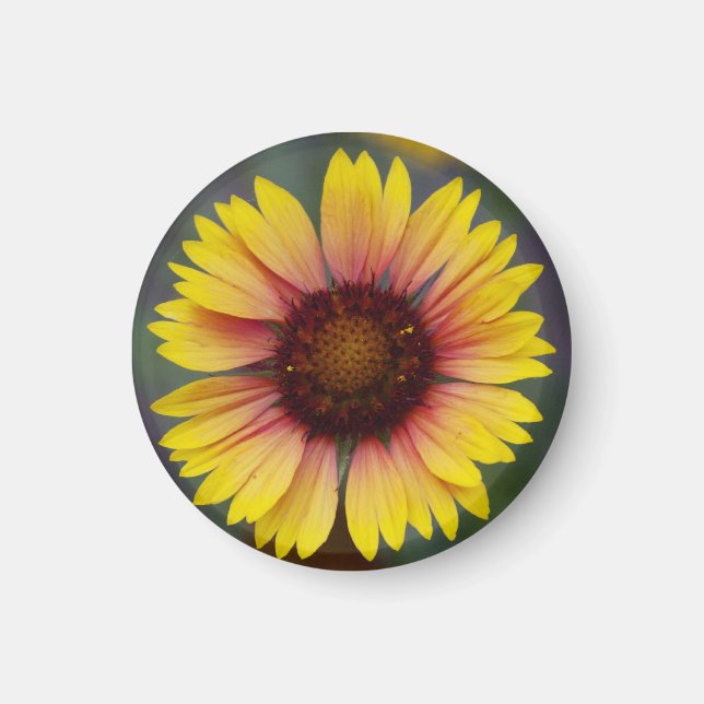Cuto amarillo margarita imán floral (Frente)