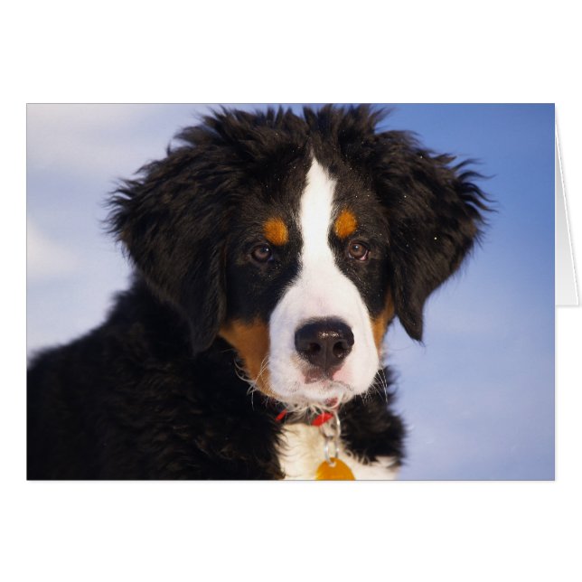 Cuto Bernese Mountain Dog Puppy Picture (Anverso (Horizontal))