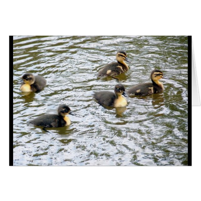 Cuto Ducklings Natación (Anverso (Horizontal))