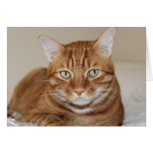 Cuto gato