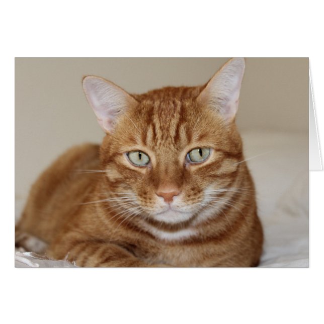 Cuto gato (Anverso (Horizontal))