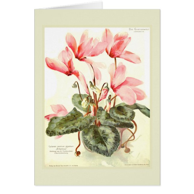 Cyclamen (Frente)