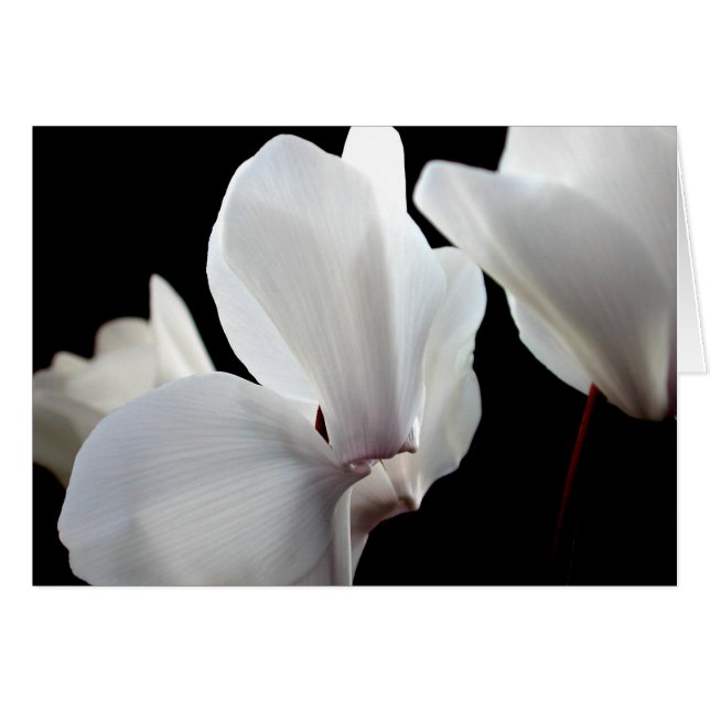 Cyclamen blanco (Anverso (Horizontal))