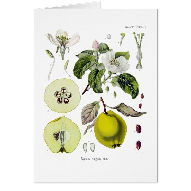 Cydonia vulgaris (membrillo) (Frente)