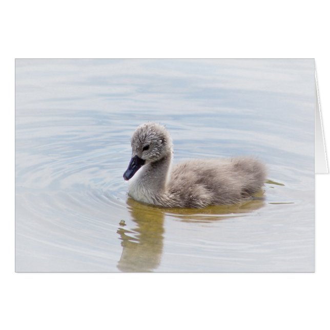 Cygnet (Anverso (Horizontal))