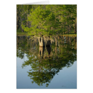 Cypress 1