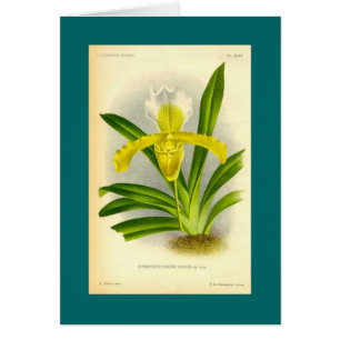 Cypripedium Insigne - orquídea del deslizador de