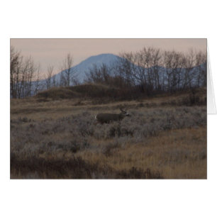 D12 Mule Deer Buck and Sweet Grass Hills