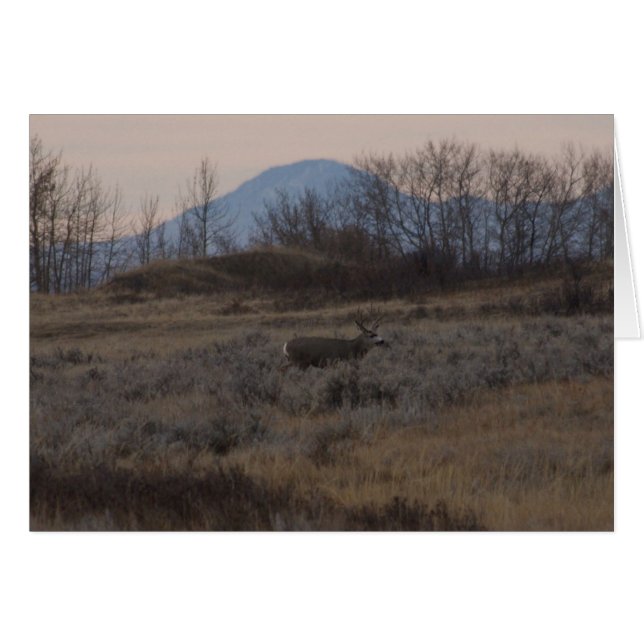D12 Mule Deer Buck and Sweet Grass Hills (Anverso (Horizontal))
