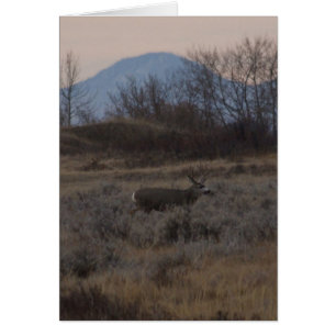 D12 Mule Deer Buck and Sweet Grass Hills
