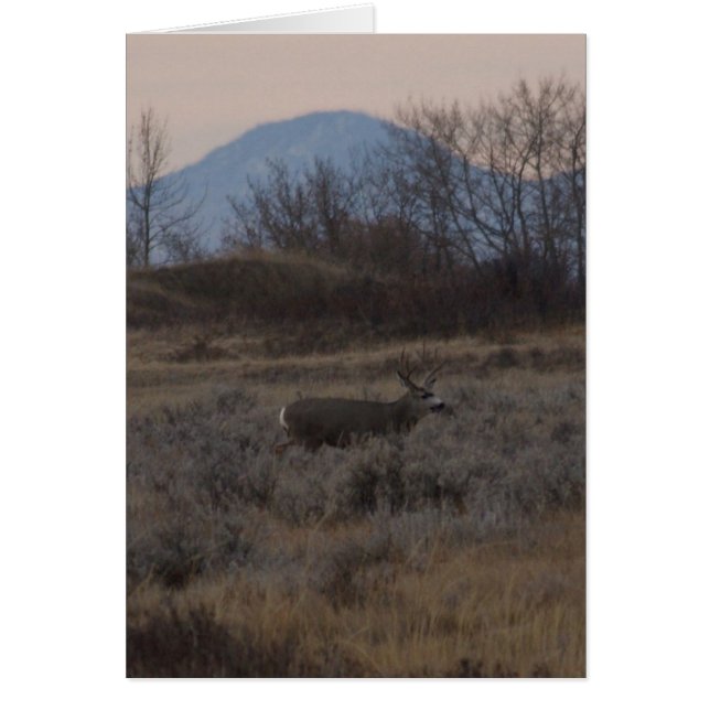 D12 Mule Deer Buck and Sweet Grass Hills (Frente)