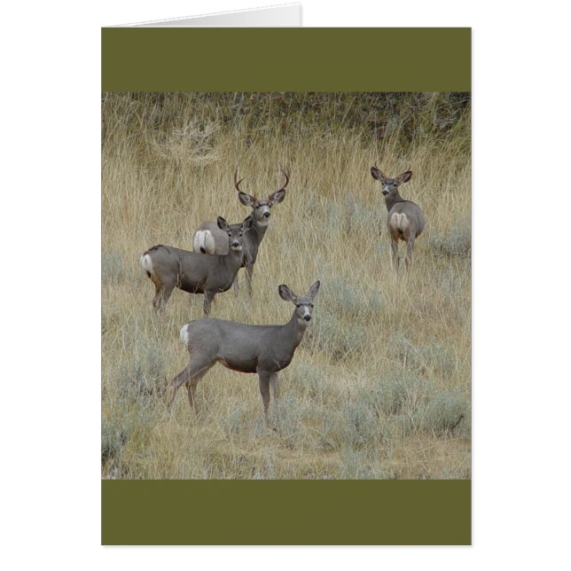 D18 Mule Deer (Frente)