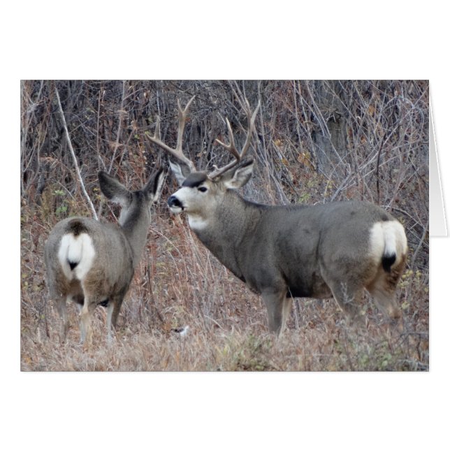 D29 Mule Deer (Anverso (Horizontal))