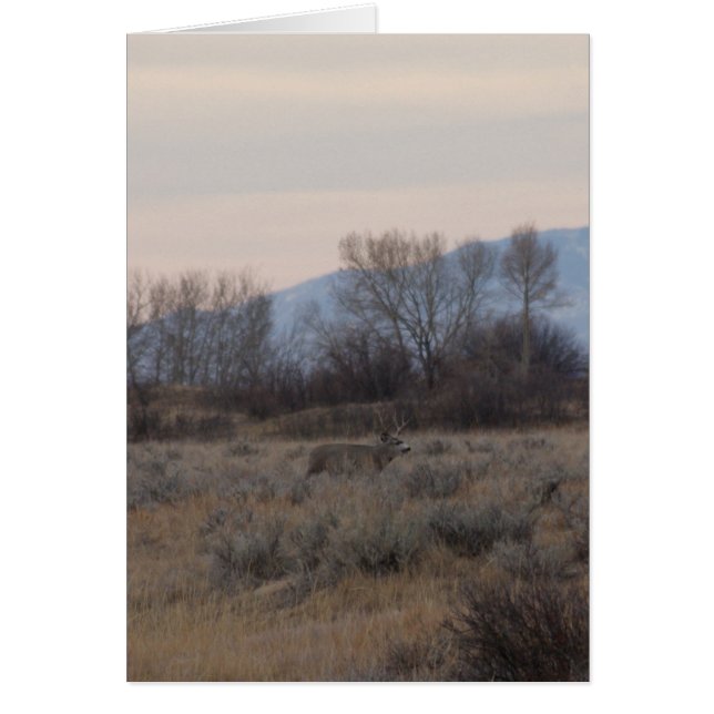D4 Mule Deer Buck and Sweet Grass Hills (Frente)