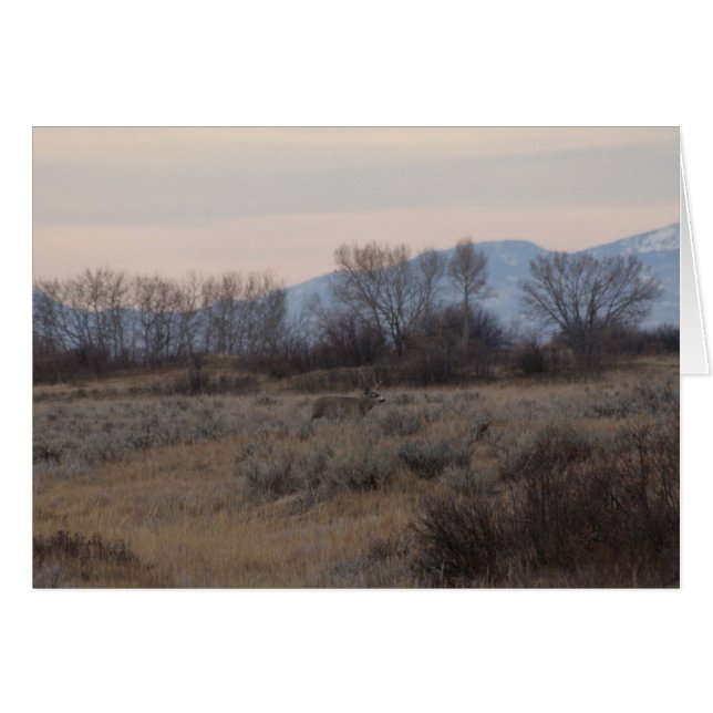 D4 Mule Deer Buck and Sweet Grass Hills (Anverso (Horizontal))