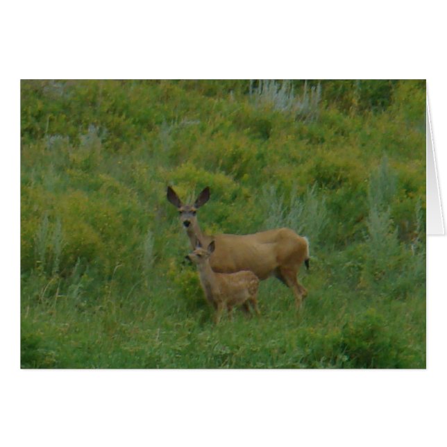 D5 Mule Deer Doe and Fawn (Anverso (Horizontal))