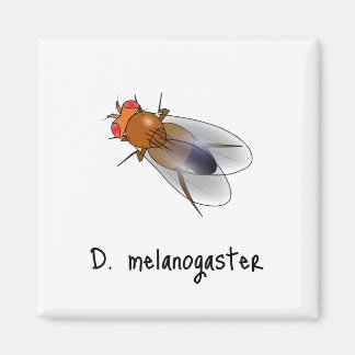 D. imán melanogastro