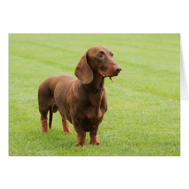 Dachshund (Anverso (Horizontal))