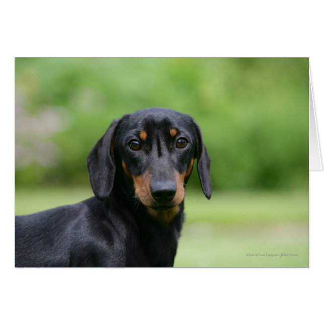 Dachshund 1 negro y tan miniture (Anverso (Horizontal))
