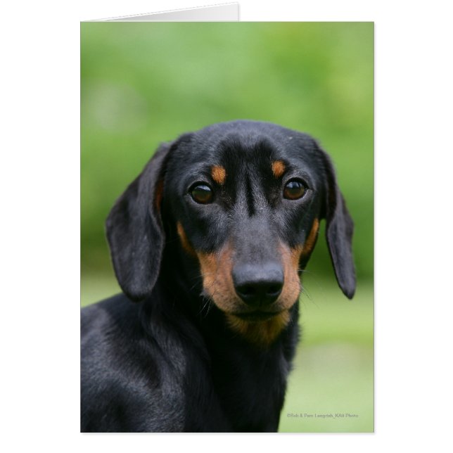Dachshund 1 negro y tan miniture (Frente)