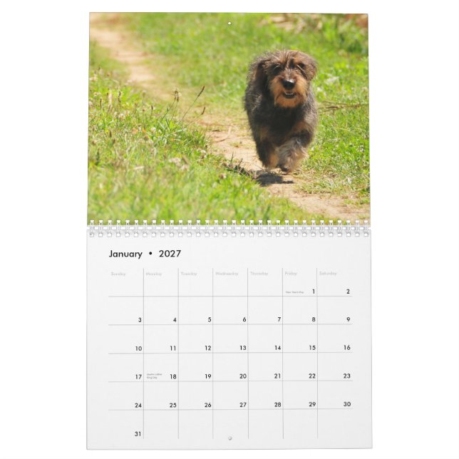 ¡Dachshund 2011 - calendario adaptable! (Jan 2027)