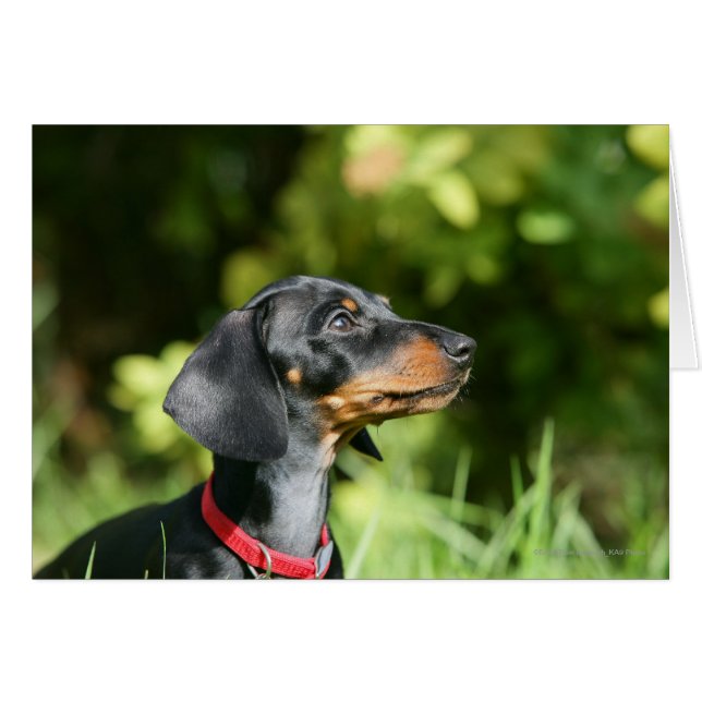 Dachshund 3 de Miniture negra y tan (Anverso (Horizontal))