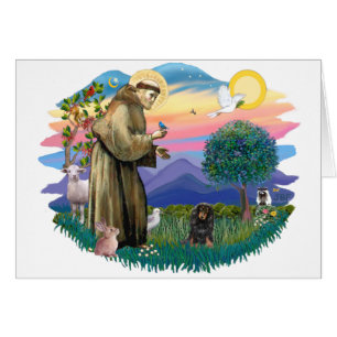 Dachshund (bronceado negro de pelo largo)