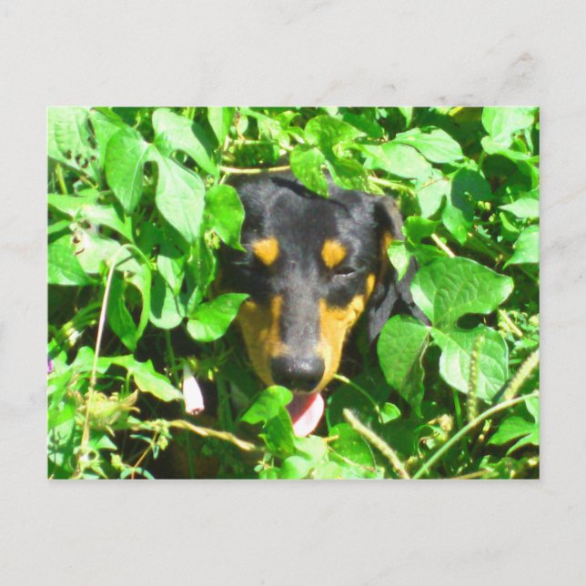 Dachshund buscando a través de la postal de las ho (Anverso)