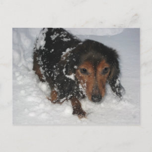 Dachshund en la postal de la nieve