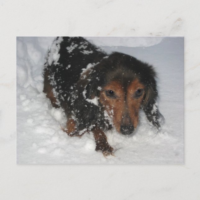 Dachshund en la postal de la nieve (Anverso)
